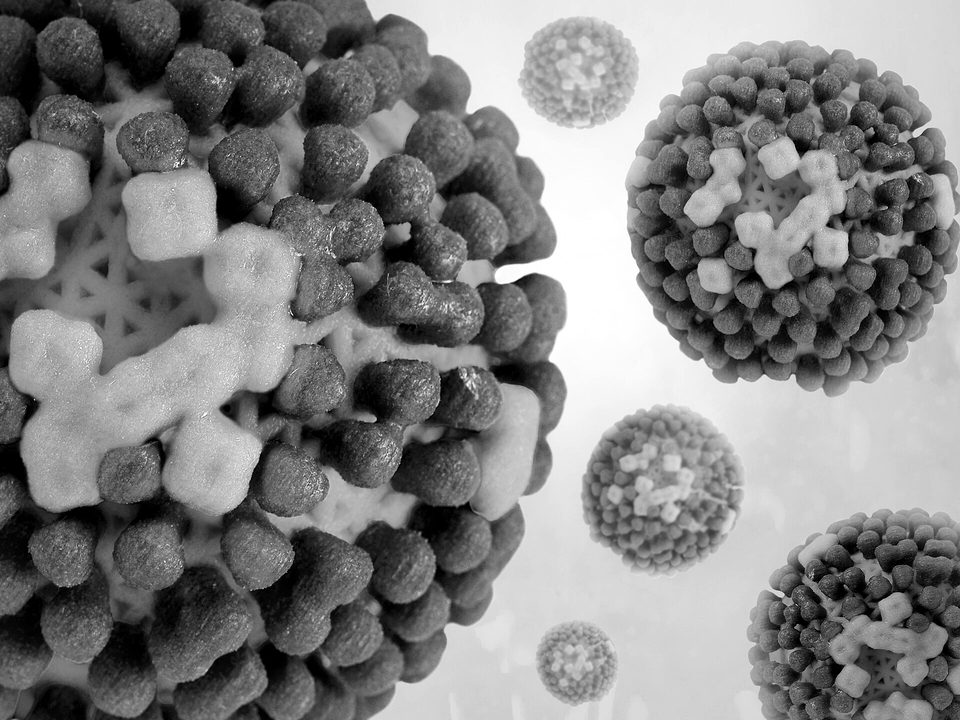 Influenza Virus