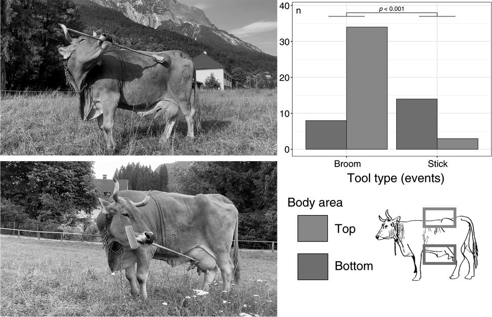 Veronika’s tooling technique and targeted areas (cow tools)
