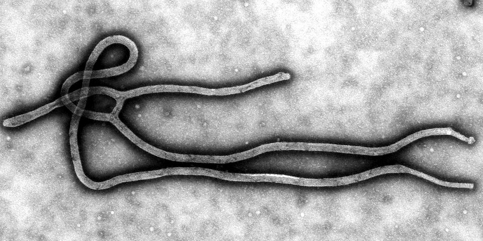 Ebola virus virion