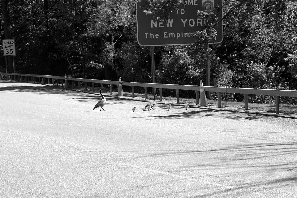 Gfp-canada-ontario-geese-crossing-the-border