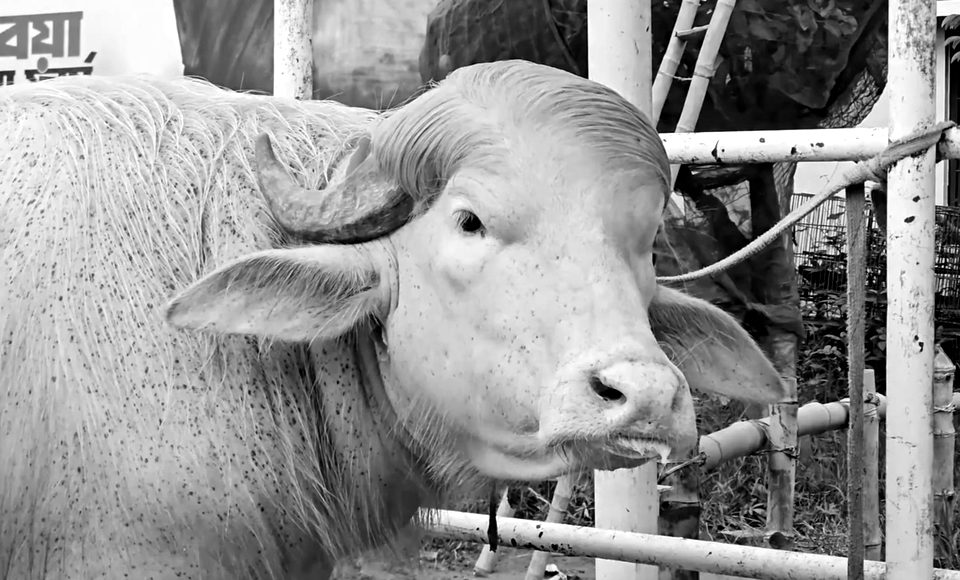 Donald Trump (Buffalo)