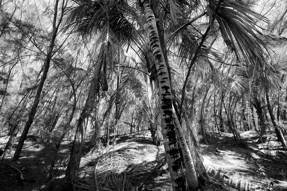 Blue Lagoon Island, Bahamas Palms framed by invasive Casuarina, Australian Pine 9988
