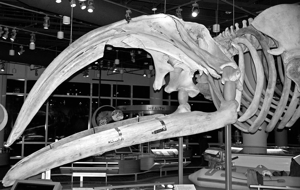 Eubalaena glacialis (North Atlantic right whale) 9