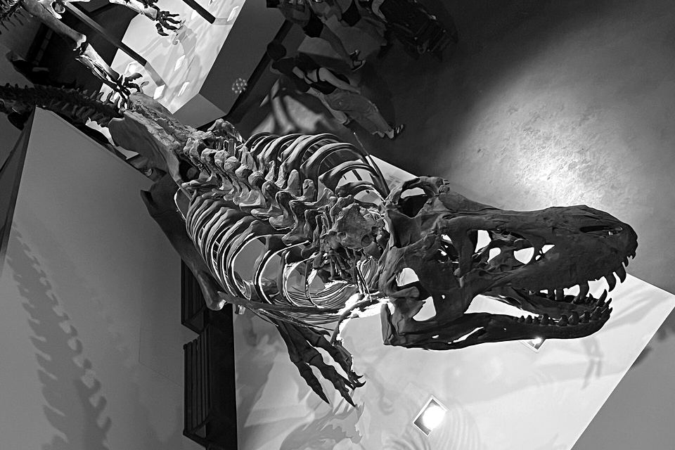 A Tyrannosaurus rex skeleton in a museum, seen from above, a file photo.